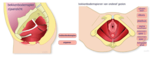 de anatomie van het bekkenbodem bij vaginisme en zwangerschap