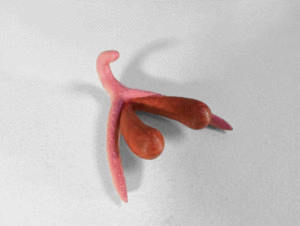 de anatomie van de clitoris